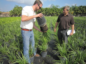 Sam McCoy and Todd Layt looking at Lomandra 'Katie Belles' at a nursery in south Florida… wet, wet, wet!  But doing great!