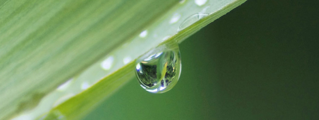 Water droplet on green leaf