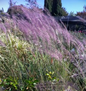 Muhly Grass in the fall