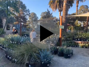 Click to view plant show video