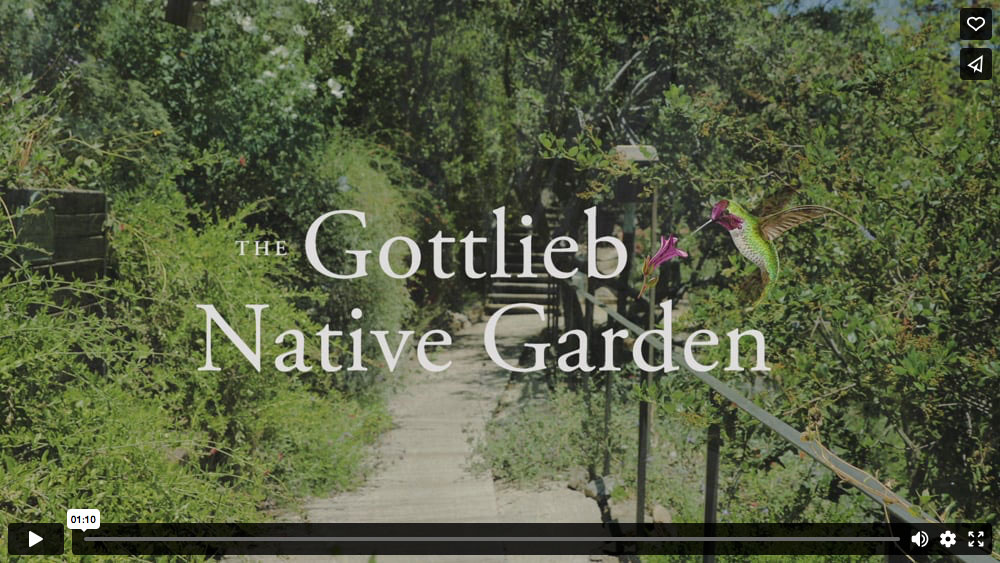 About the Gottlieb Native Garden