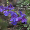 The Gottlieb Native Garden