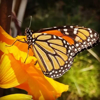 Butterfly on CA poppy By Francesca Corra