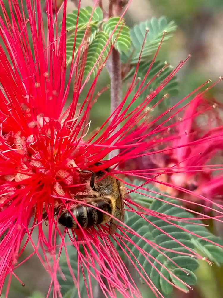 CA native Apache Plume By Francesca Corra