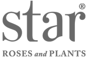 Star Roses and Plants