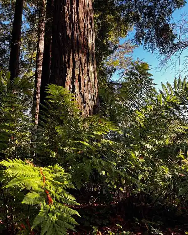 Photo by Blue Hibiscus Gardens. Showing redwoods and ferns in Tilden Park.